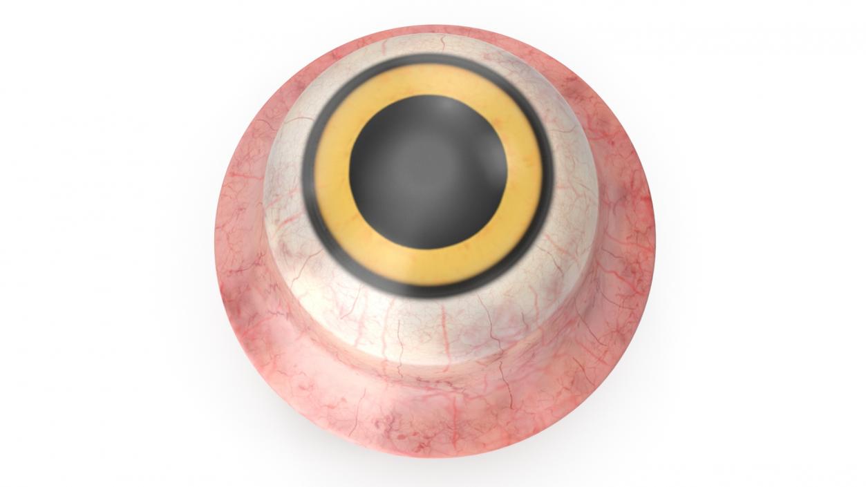 Realistic Animal Eyes Collection 4 3D model