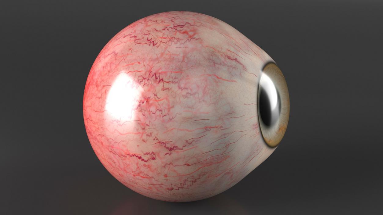 Realistic Animal Eyes Collection 4 3D model