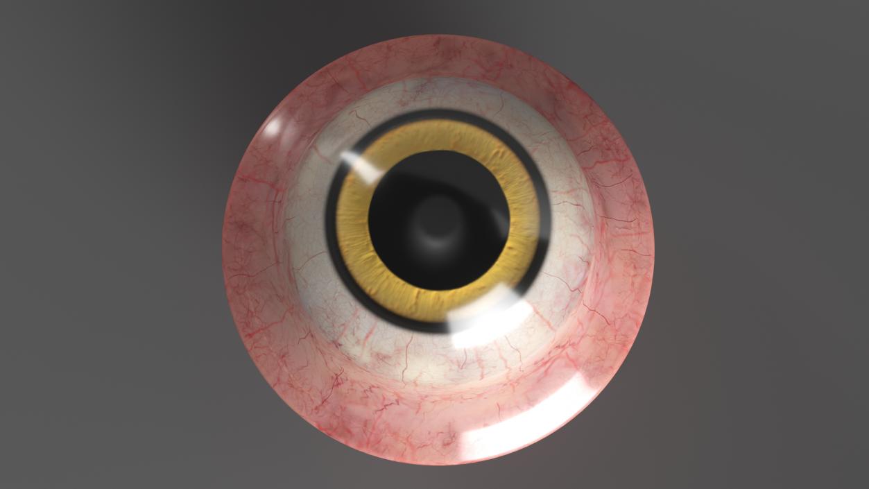 Realistic Animal Eyes Collection 4 3D model