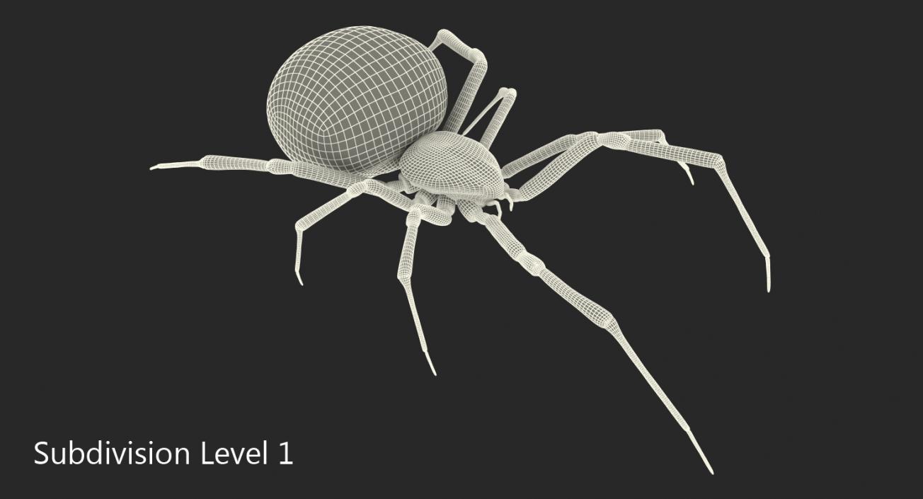 3D Widow Spider with Fur