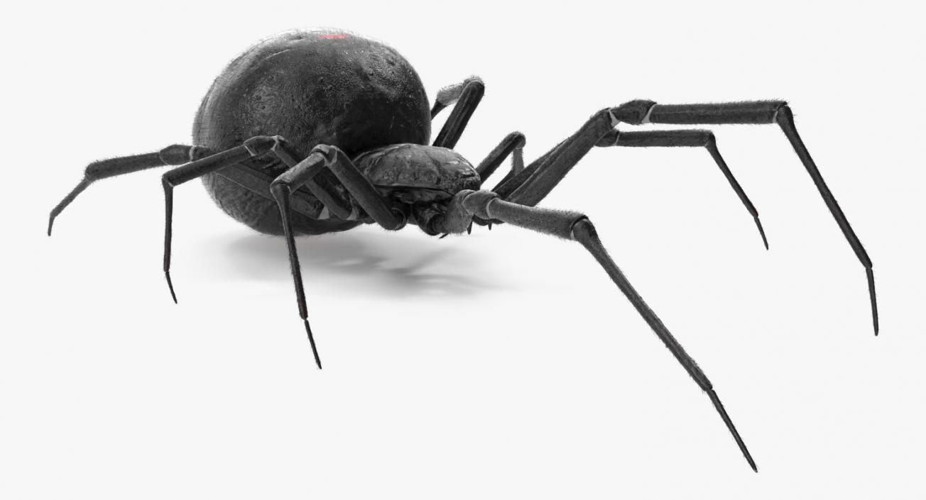 3D Widow Spider with Fur