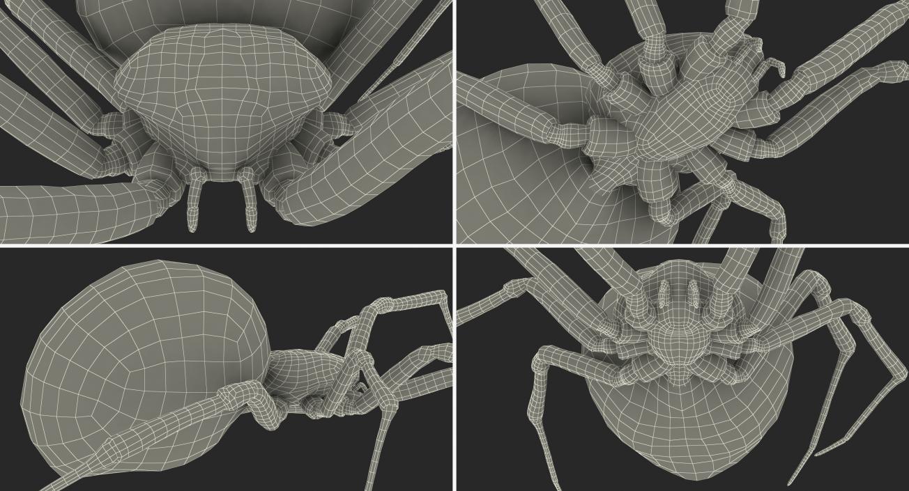 3D Widow Spider with Fur