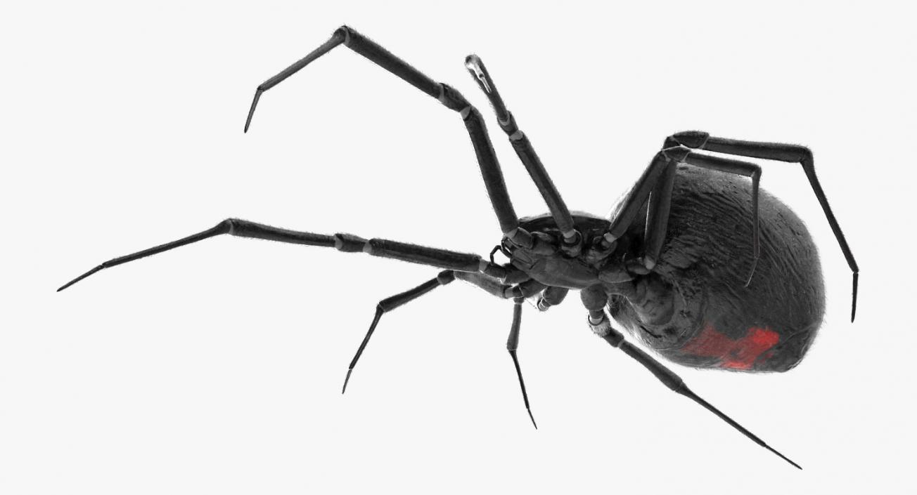 3D Widow Spider with Fur