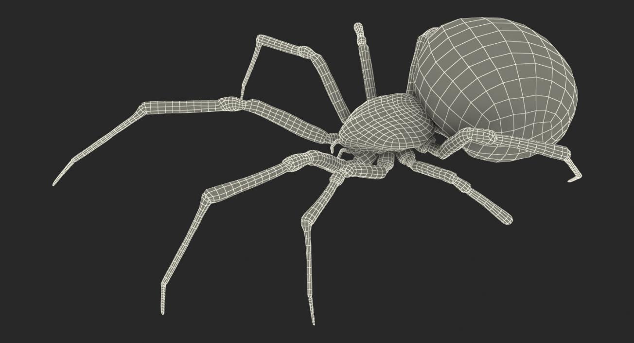 3D Widow Spider with Fur