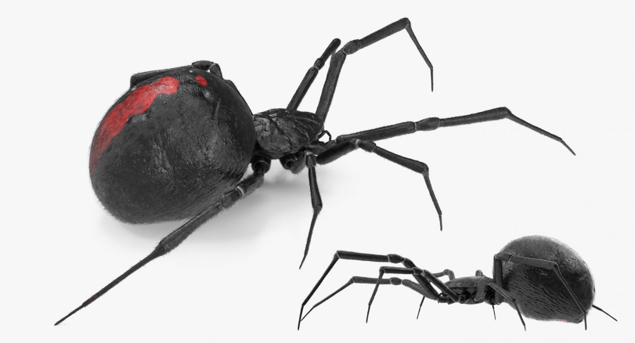 3D Widow Spider with Fur