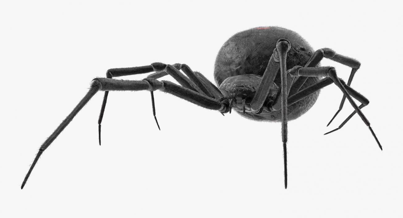 3D Widow Spider with Fur