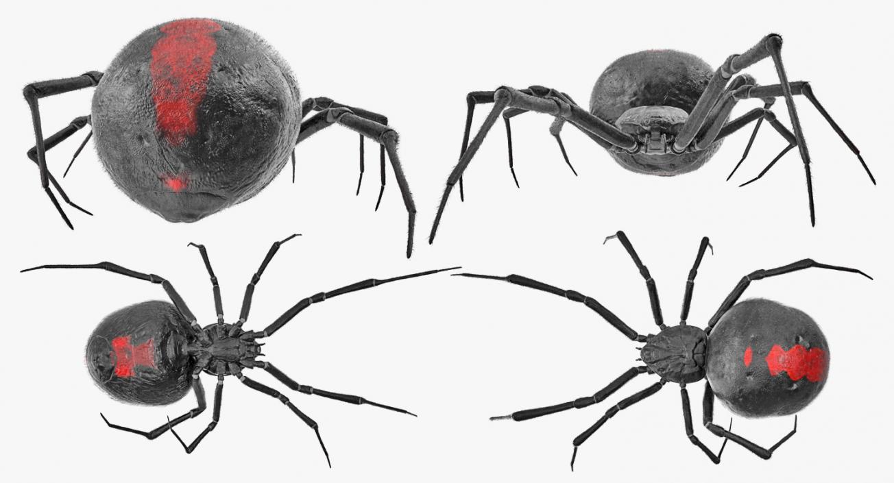 3D Widow Spider with Fur