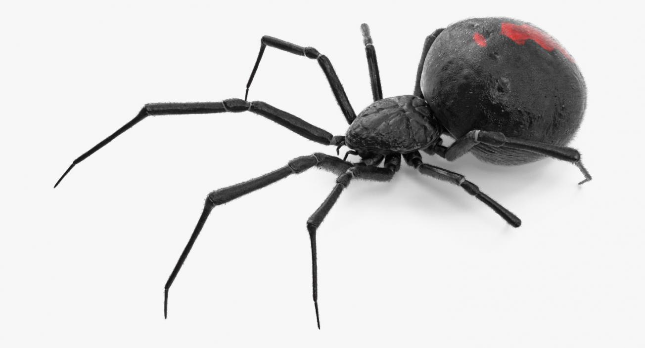 3D Widow Spider with Fur