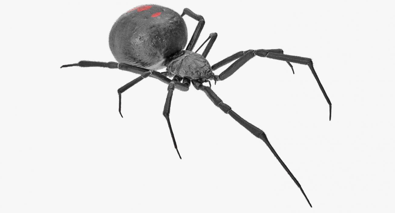 3D Widow Spider with Fur