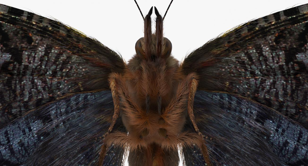 3D model Aglais io Butterfly with Fur Rigged