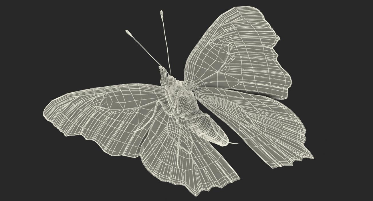 3D model Aglais io Butterfly with Fur Rigged