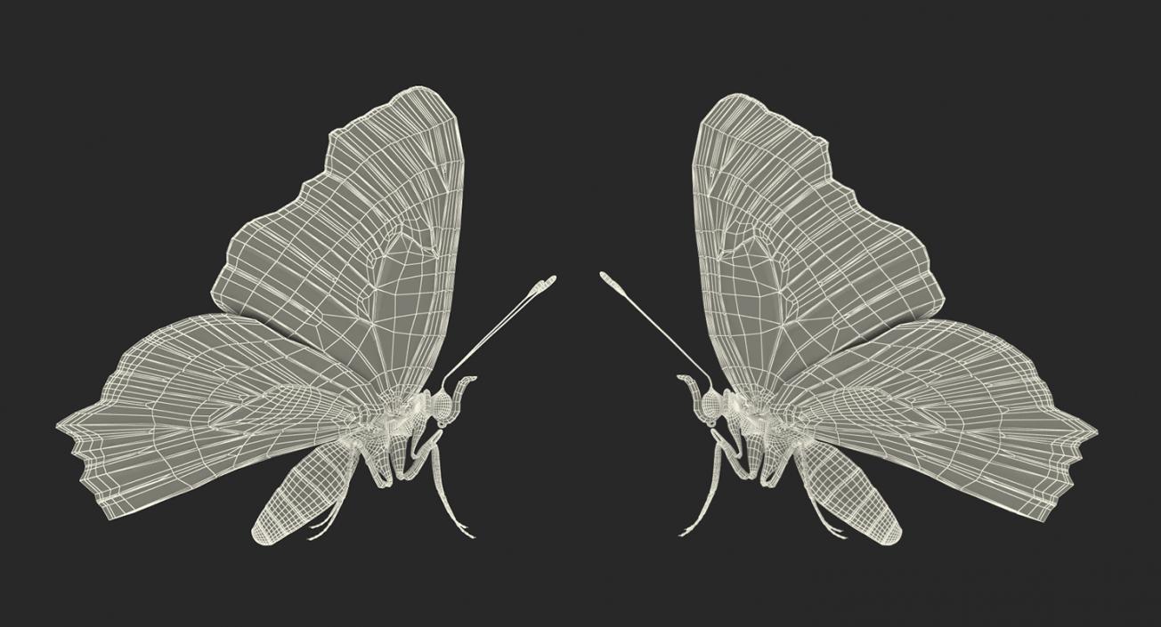 3D model Aglais io Butterfly with Fur Rigged