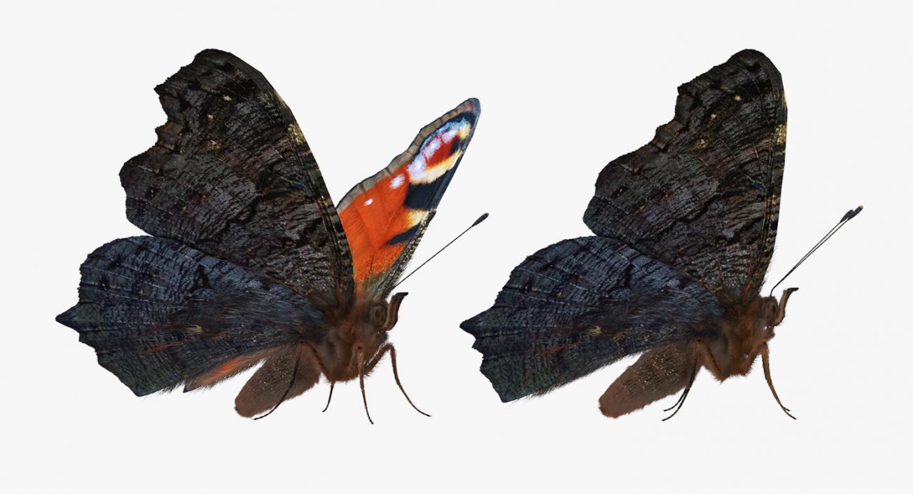 3D model Aglais io Butterfly with Fur Rigged