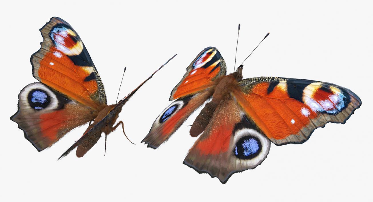 3D model Aglais io Butterfly with Fur Rigged