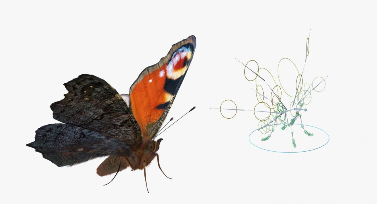 3D model Aglais io Butterfly with Fur Rigged