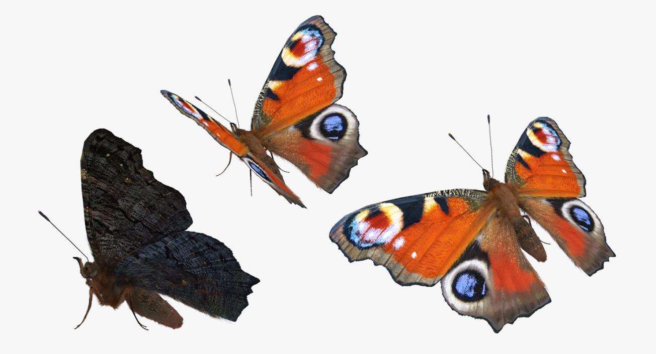 3D model Aglais io Butterfly with Fur Rigged