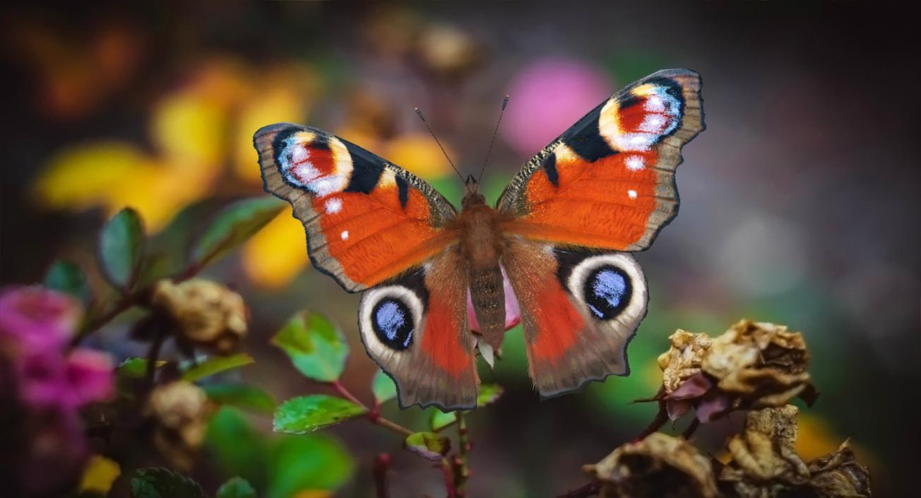 3D model Aglais io Butterfly with Fur Rigged