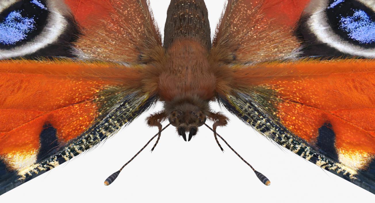 3D model Aglais io Butterfly with Fur Rigged