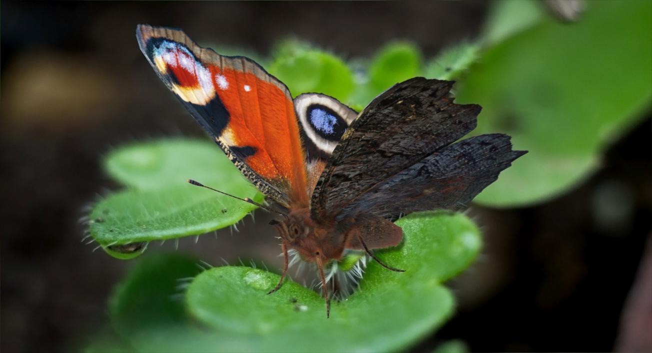 3D model Aglais io Butterfly with Fur Rigged