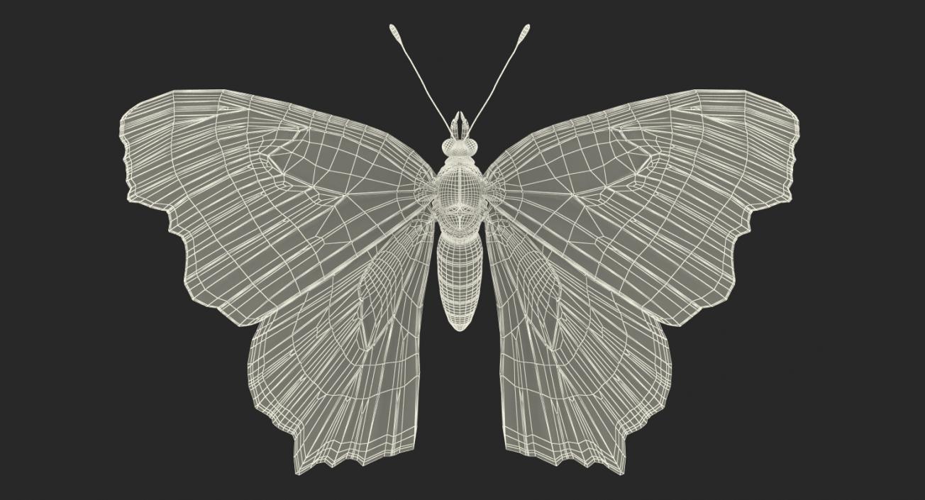 3D model Aglais io Butterfly with Fur Rigged