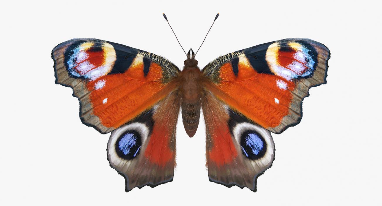 3D model Aglais io Butterfly with Fur Rigged