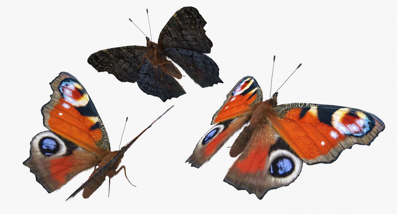 3D model Aglais io Butterfly with Fur Rigged