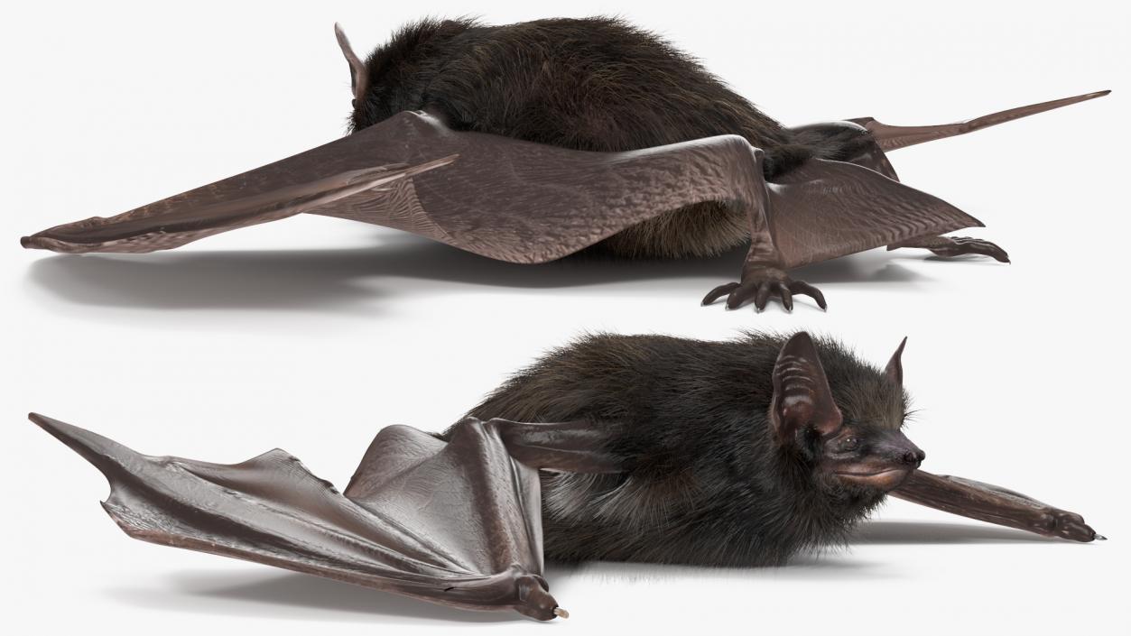 3D Black Bat Pose Fur model