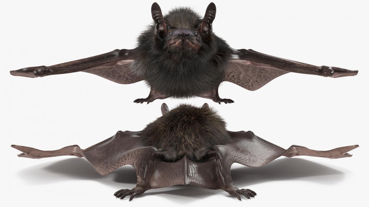 3D Black Bat Pose Fur model