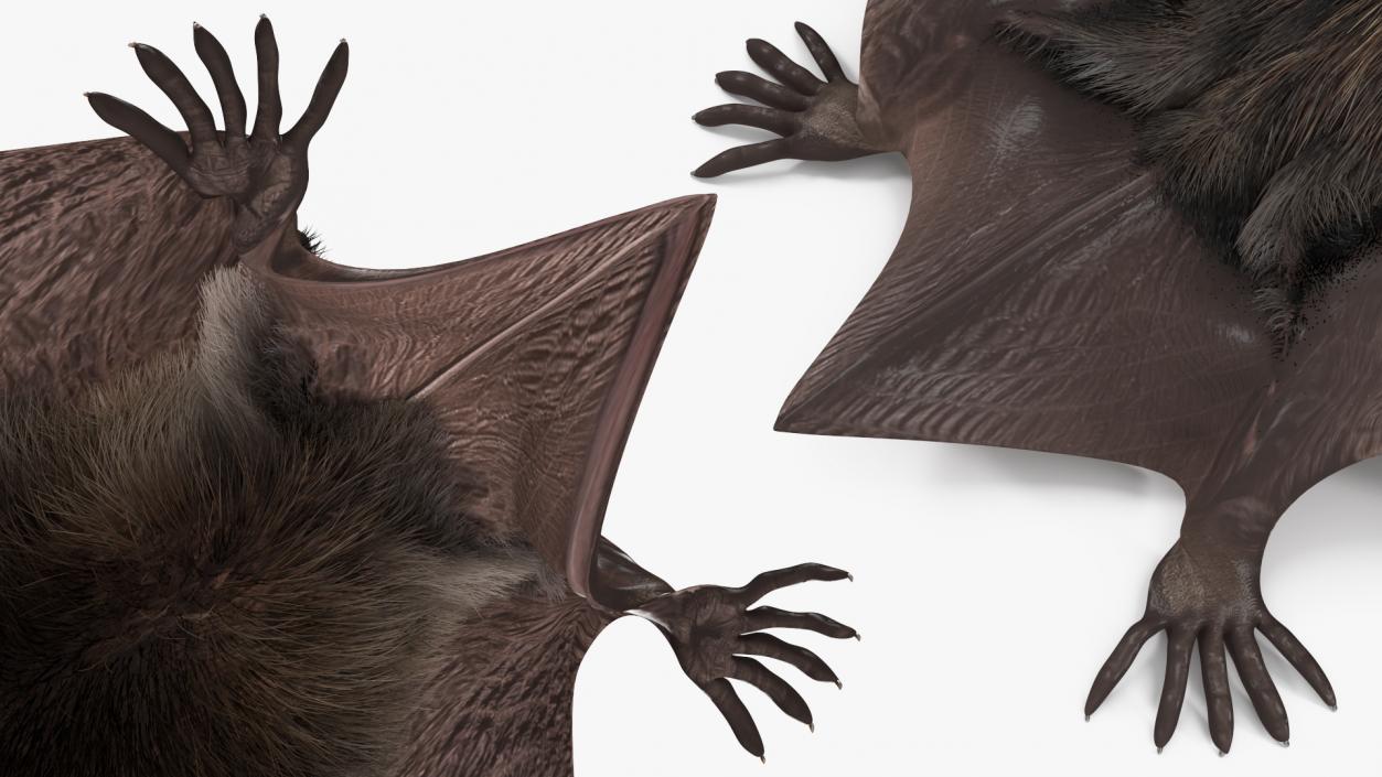 3D Black Bat Pose Fur model