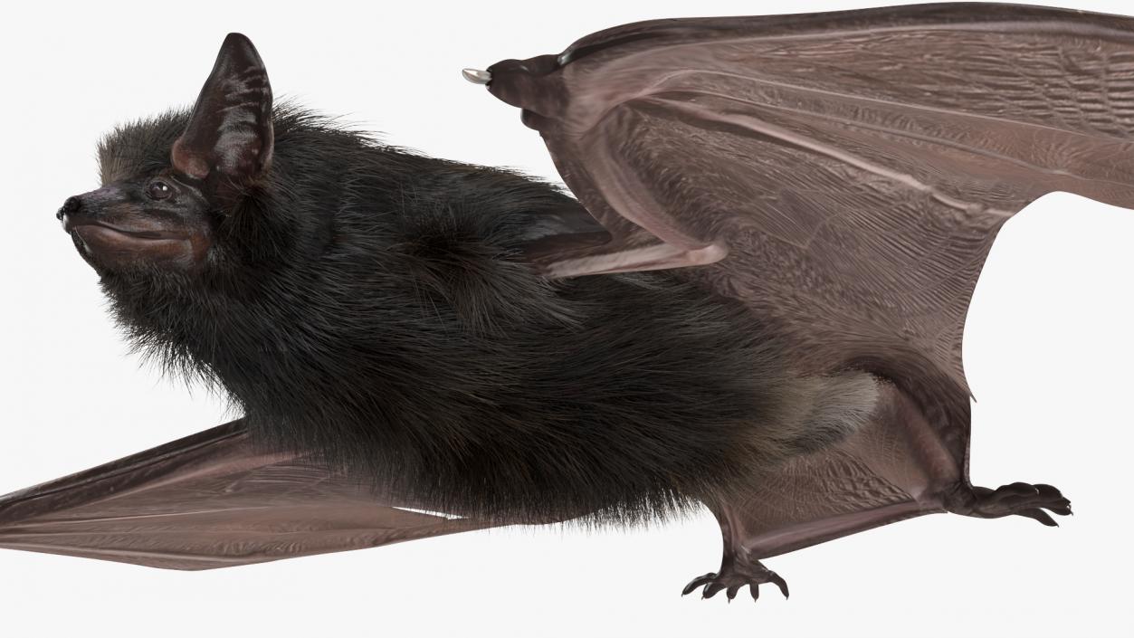 3D Black Bat Pose Fur model