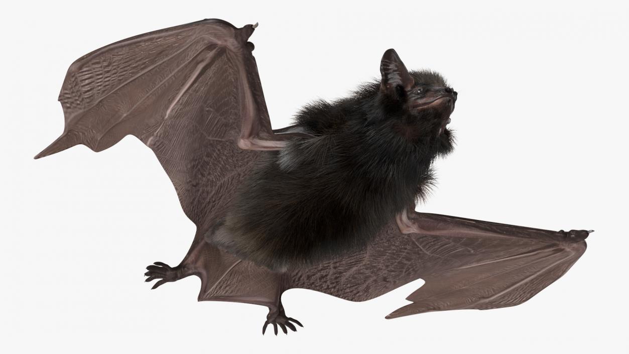 3D Black Bat Pose Fur model