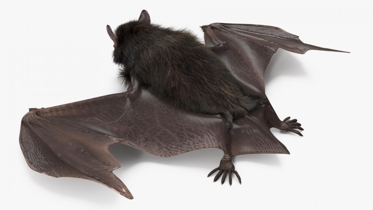 3D Black Bat Pose Fur model