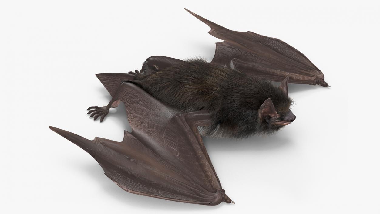 3D Black Bat Pose Fur model