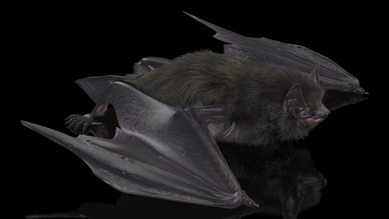 3D Black Bat Pose Fur model