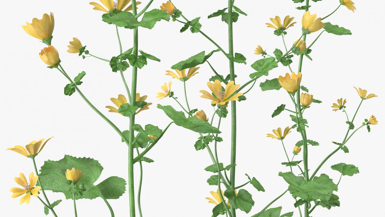 3D Wild Yellow Malva Set