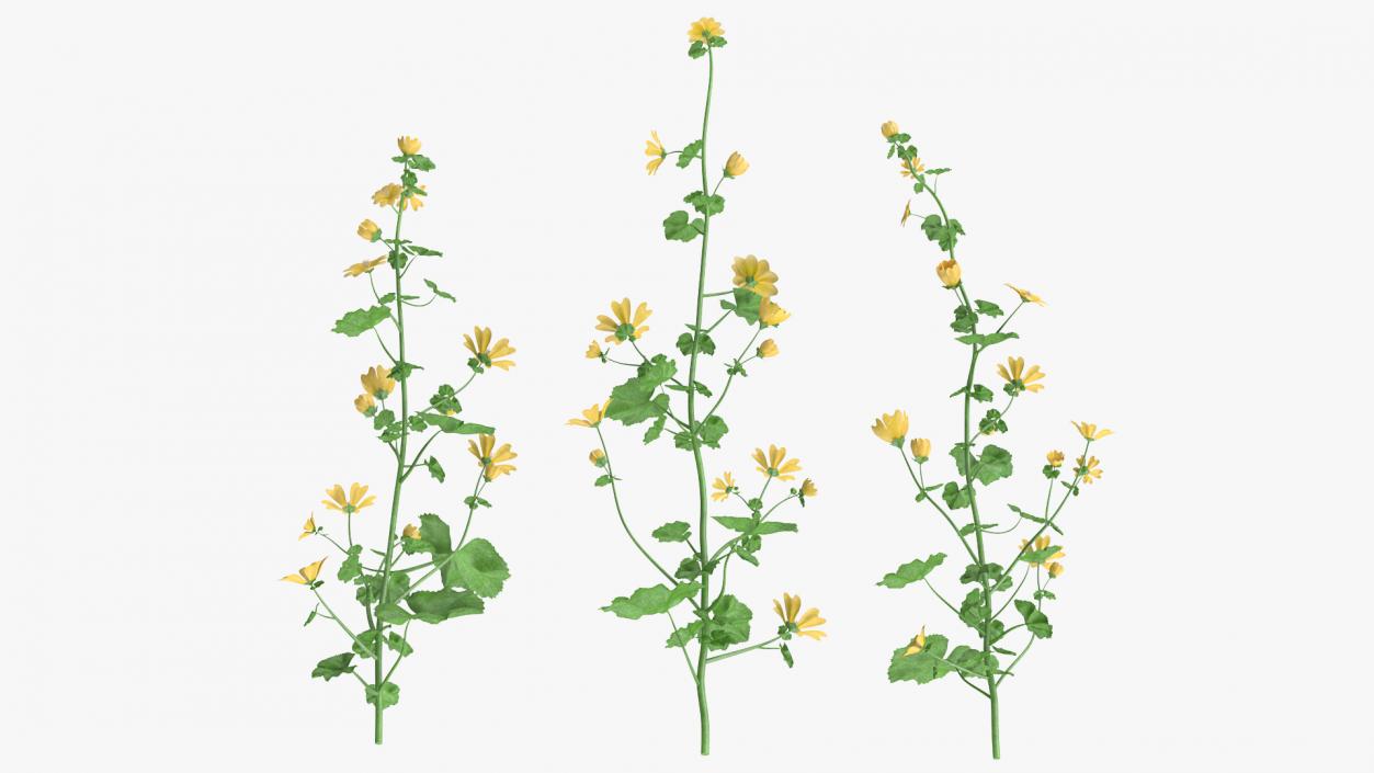 3D Wild Yellow Malva Set