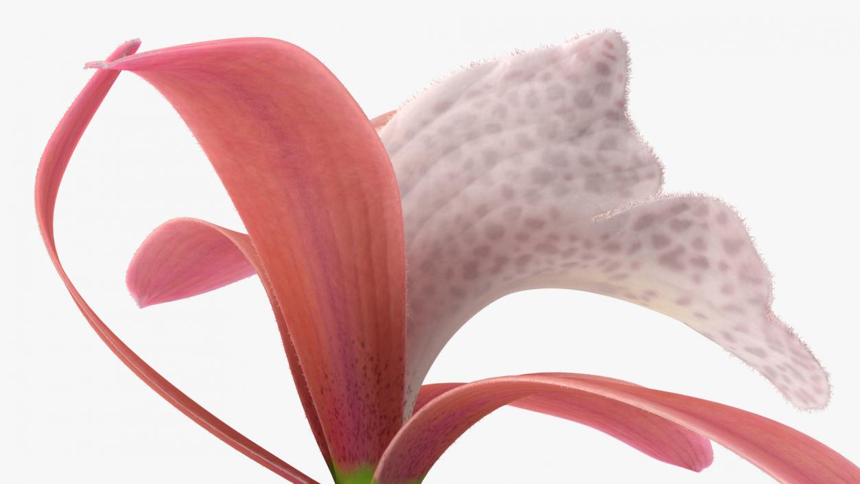 Orchid Flower Pink Fur 3D