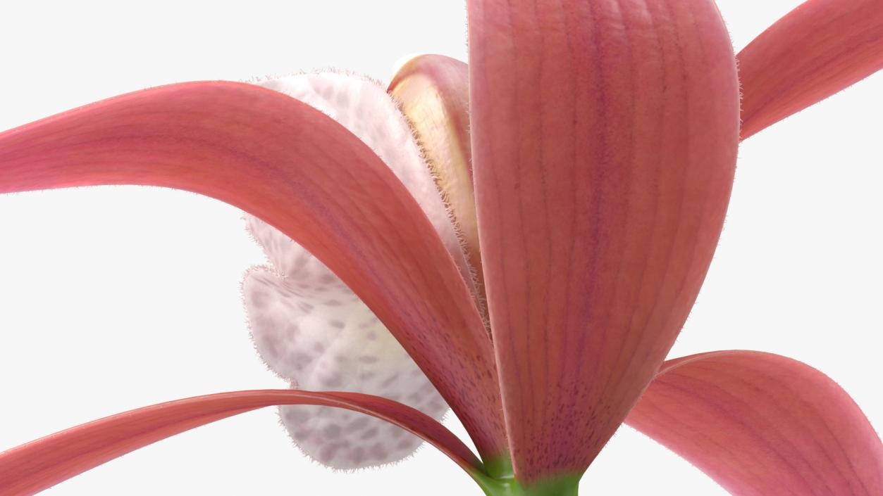 Orchid Flower Pink Fur 3D