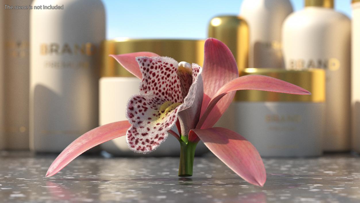 Orchid Flower Pink Fur 3D