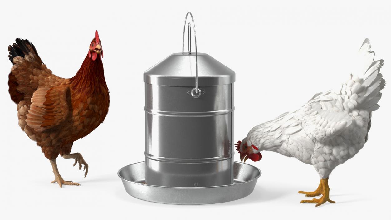 3D model Poultry Feeder with Chickens Rigged