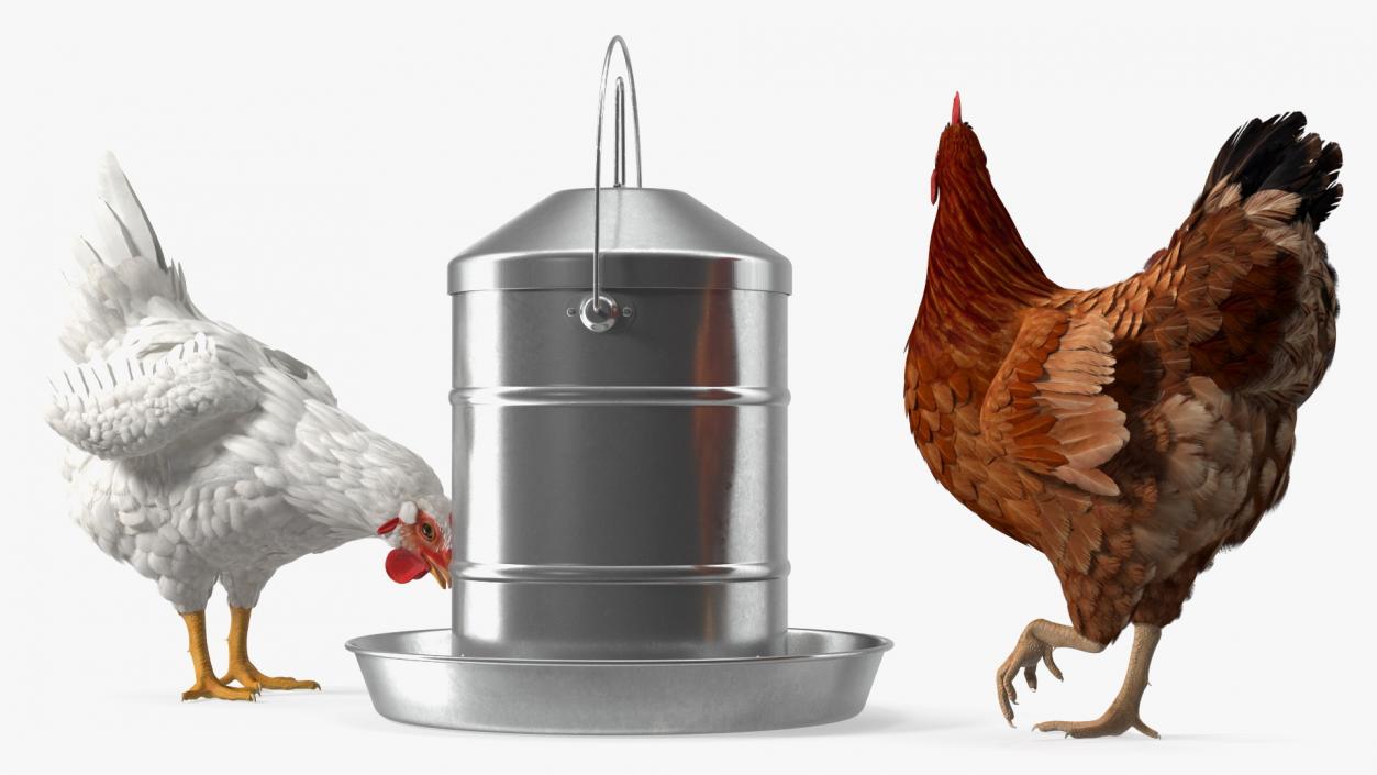 3D model Poultry Feeder with Chickens Rigged