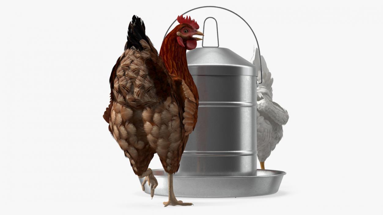 3D model Poultry Feeder with Chickens Rigged