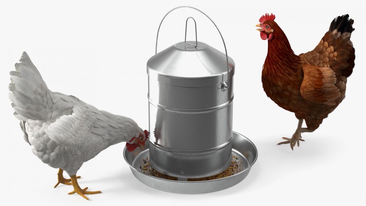 3D model Poultry Feeder with Chickens Rigged