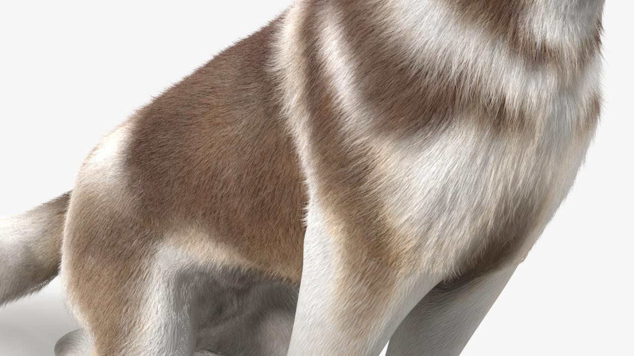 3D Sitting Siberian Husky Copper and White Fur model