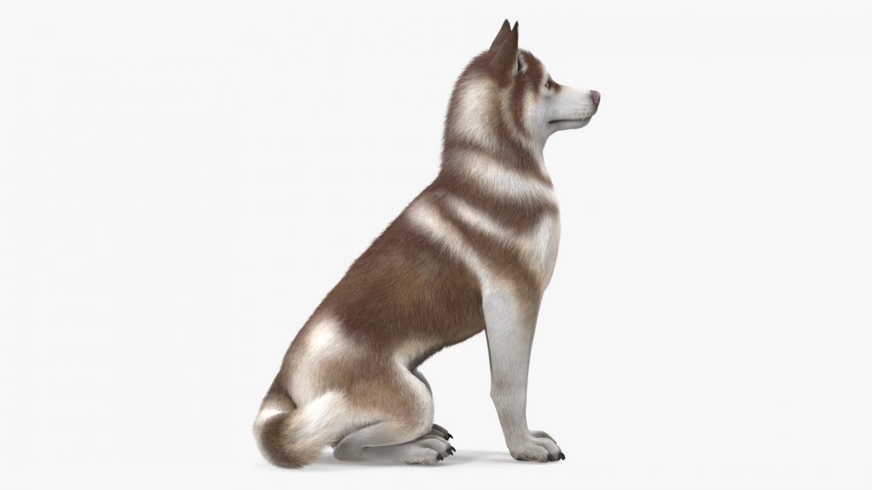 3D Sitting Siberian Husky Copper and White Fur model