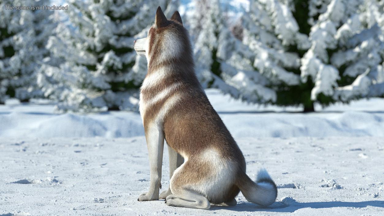 3D Sitting Siberian Husky Copper and White Fur model