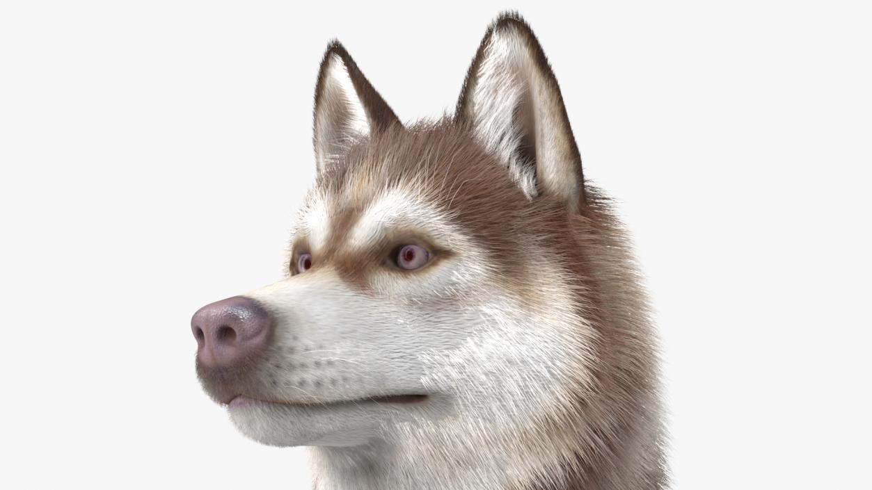 3D Sitting Siberian Husky Copper and White Fur model