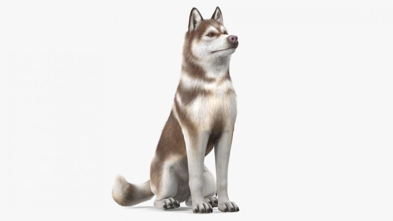 3D Sitting Siberian Husky Copper and White Fur model