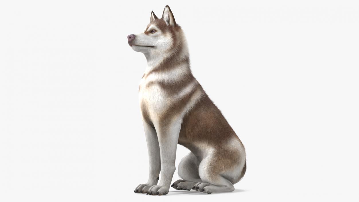 3D Sitting Siberian Husky Copper and White Fur model