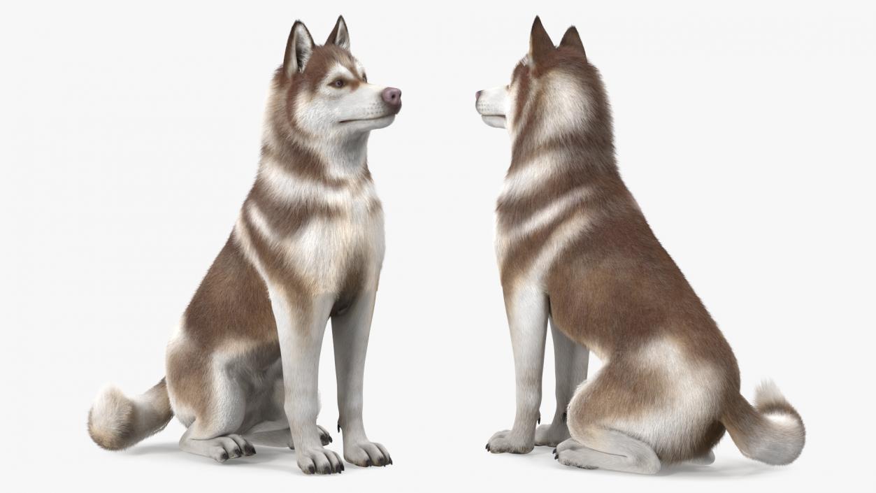 3D Sitting Siberian Husky Copper and White Fur model